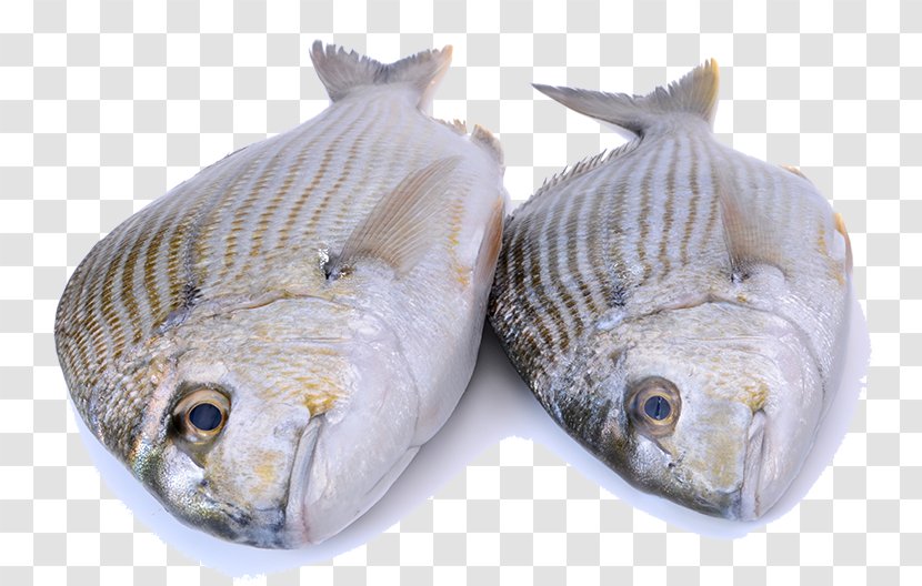 Iridescent Shark Fish Seafood Tilapia - Atlantic Cod - Two Transparent PNG