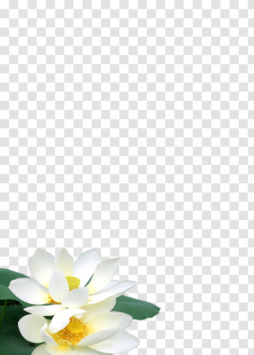 Petal Floral Design Campus Pattern - Flower - Noble Lotus Transparent PNG