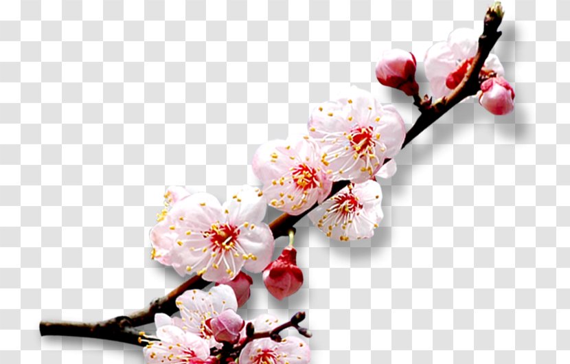 Cherry Blossom Download - Raster Graphics - Plum Creative Transparent PNG