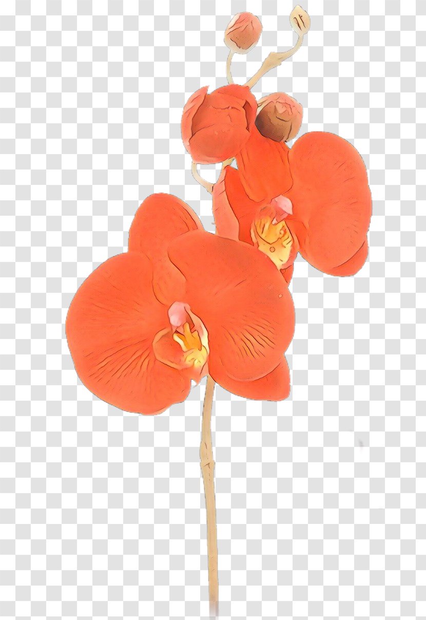 Cut Flowers Petal Moth Orchids - Artificial Flower Anthurium Transparent PNG