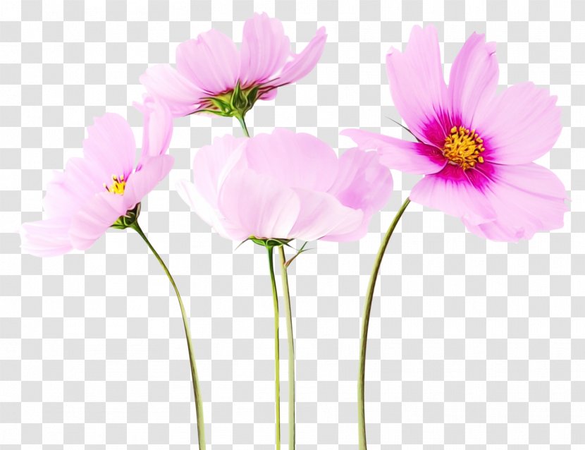 Garden Cosmos Flower Clip Art Rose - Pink - Plant Stem Transparent PNG