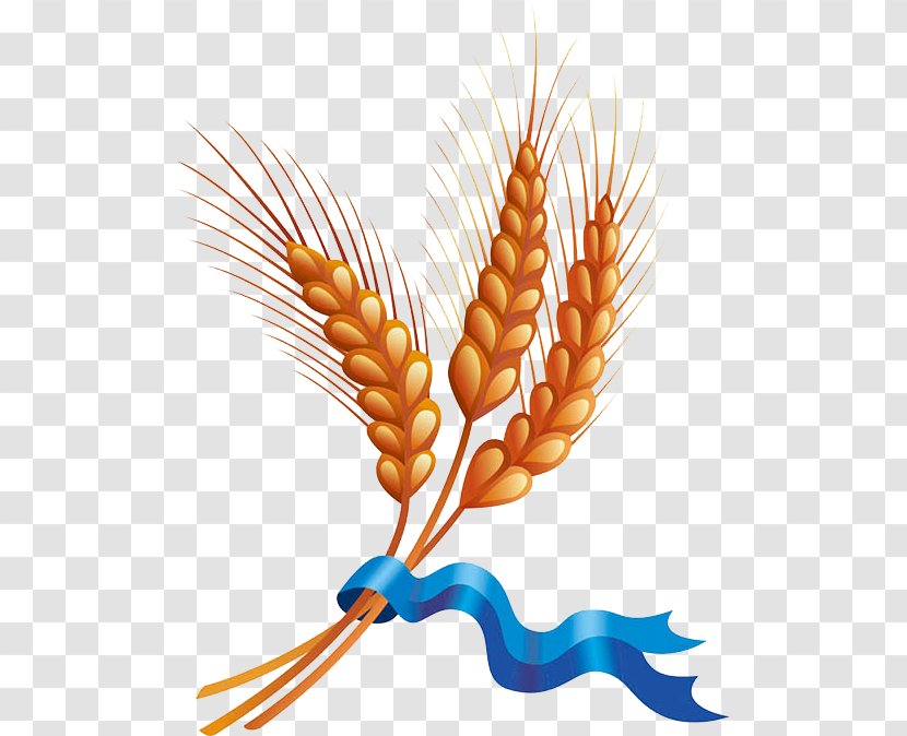 Wheat Cereal Harvest Clip Art - Grass Family - Barley Material Transparent PNG