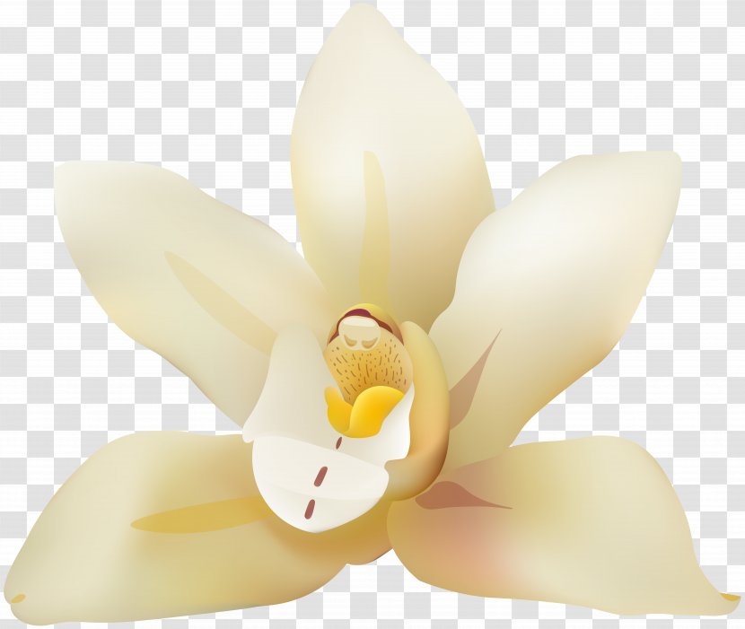 Moth Orchids Lighting Petal - Flower - Vanila Clip Art Image Transparent PNG