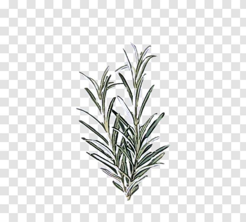 Rosemary - Leaf - Perennial Plant Flowering Transparent PNG