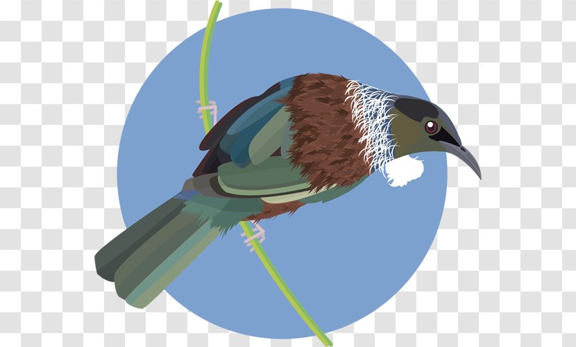 Beak Fauna Feather Transparent PNG