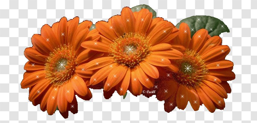 Blog Giphy Desktop Wallpaper - Orange - Animation Transparent PNG