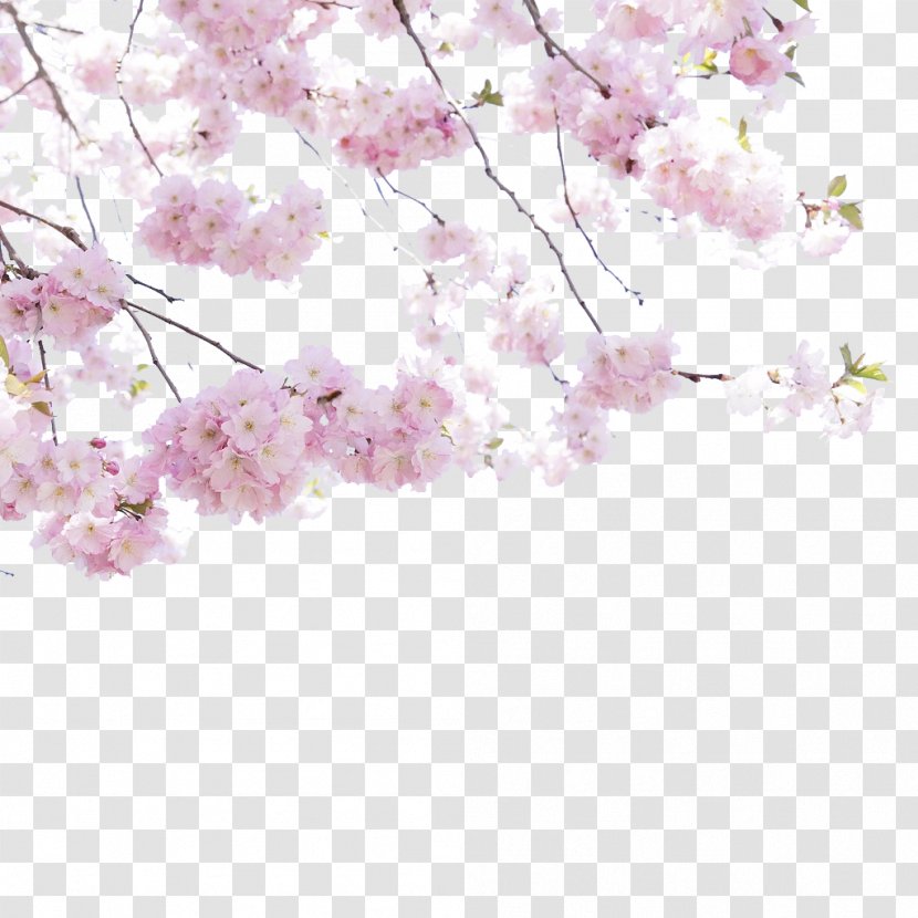 Cherry Blossom Flower - Viewing Transparent PNG