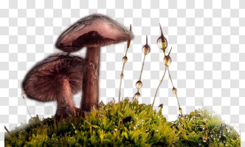 Dew - Morning - Mushrooms Transparent PNG