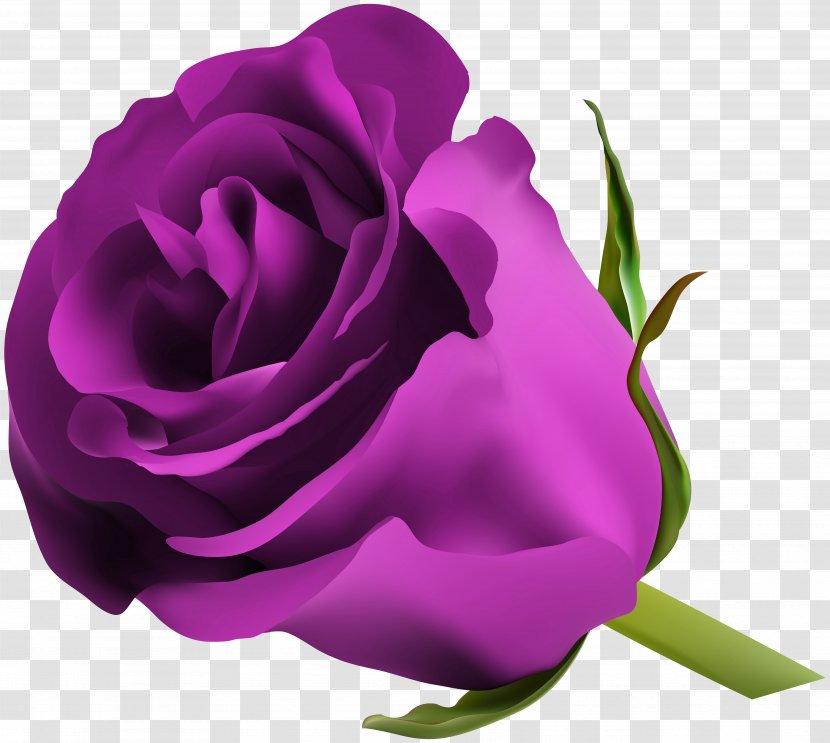 Blue Rose Flower Clip Art - Purple Image Transparent PNG
