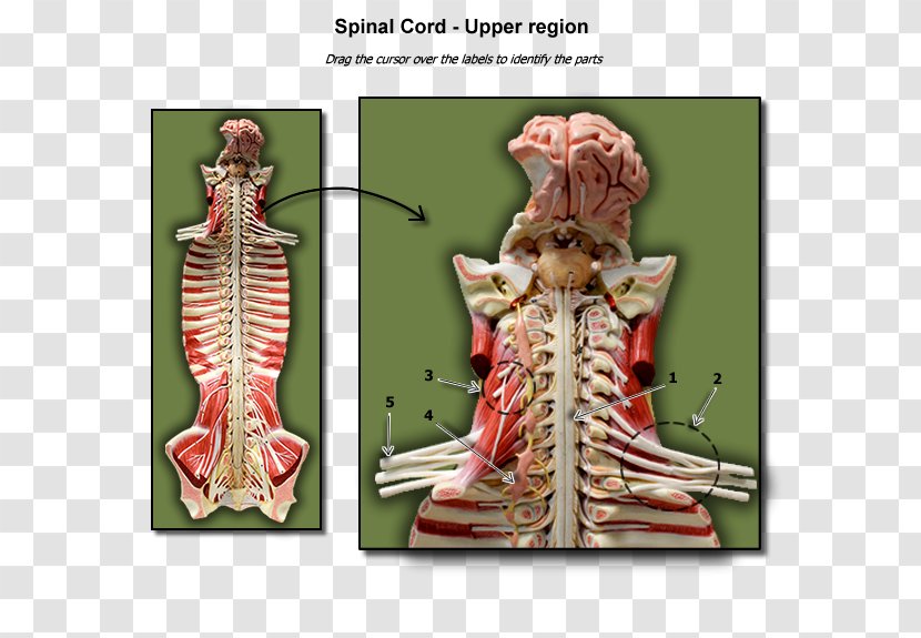 Anatomy Biology Spinal Cord Vertebral Column Physiology Transparent PNG