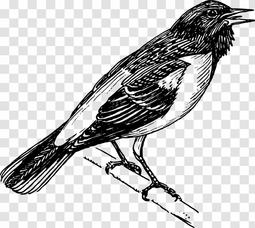 Baltimore Orioles Bird Clip Art - Flower - Singing Birds Transparent PNG