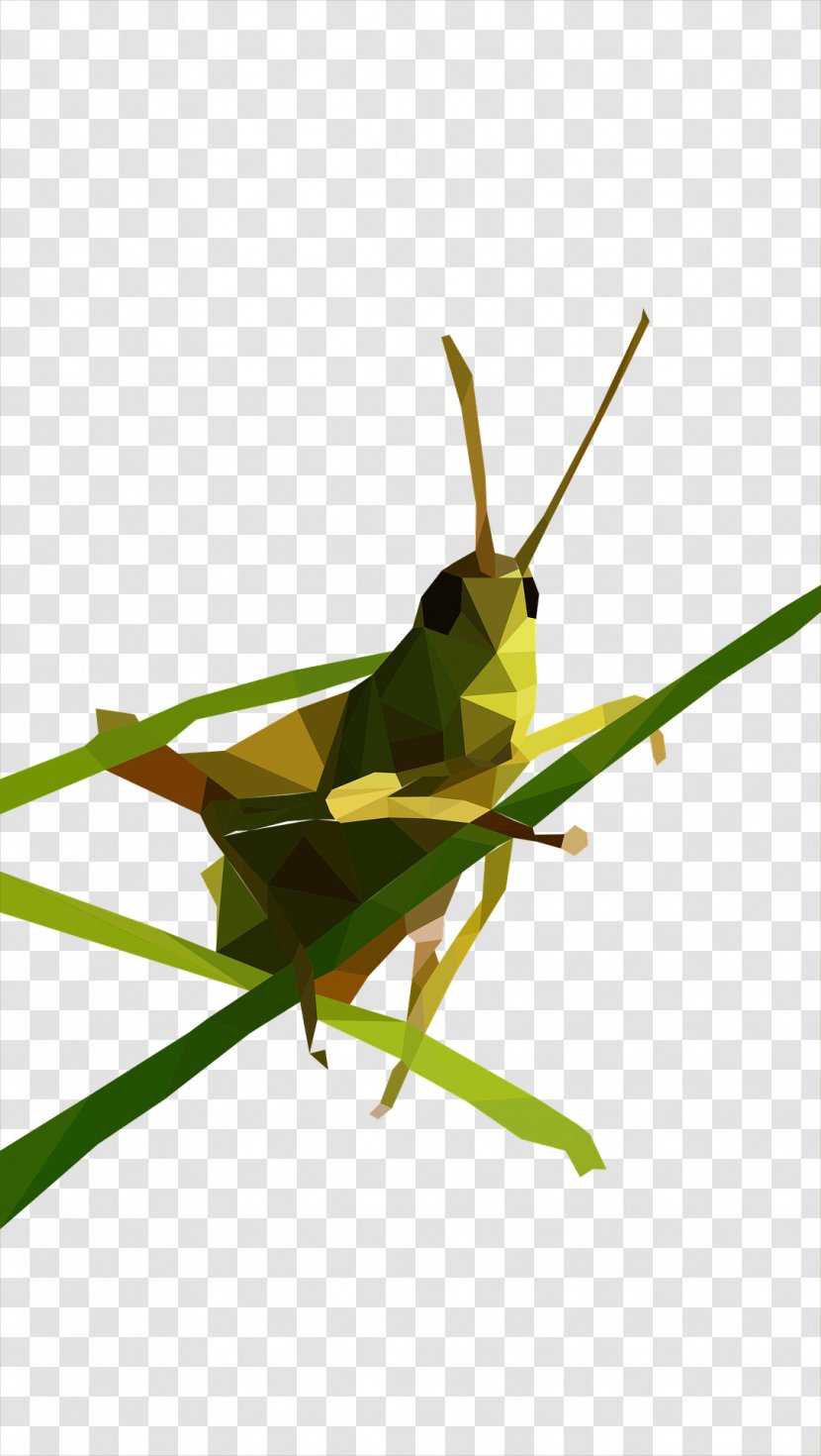 Grasshopper Low Poly Clip Art - Pixabay - Green Transparent PNG
