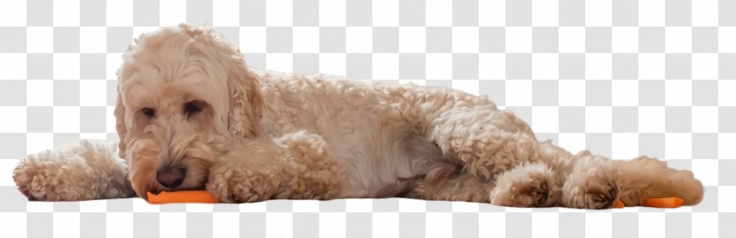 Dog Breed Cockapoo Toy Poodle - Labradoodle Glen Of Imaal Terrier Transparent PNG