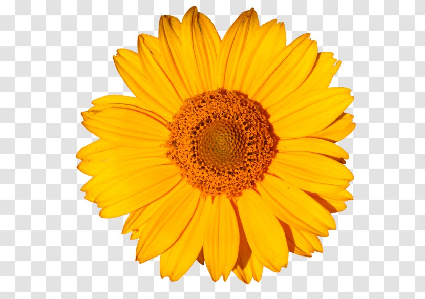 Stock Photography Common Sunflower Yellow Daisy - Family - Flower Transparent PNG
