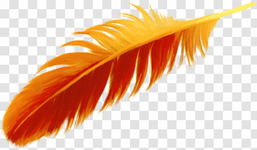 Feather Orange Bird - Photography - Beautiful Transparent PNG