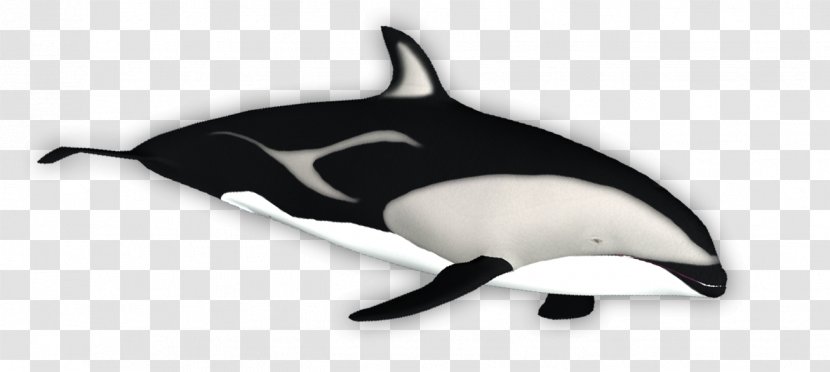Tucuxi White-beaked Dolphin Porpoise Killer Whale Transparent PNG