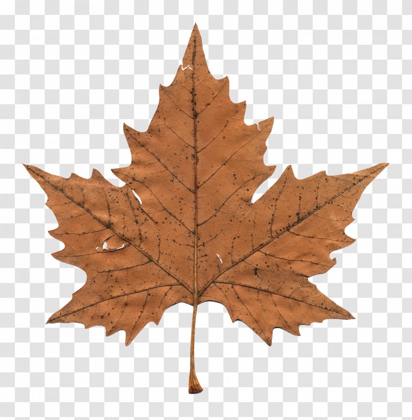 Maple Leaf Clip Art - Canada Transparent PNG