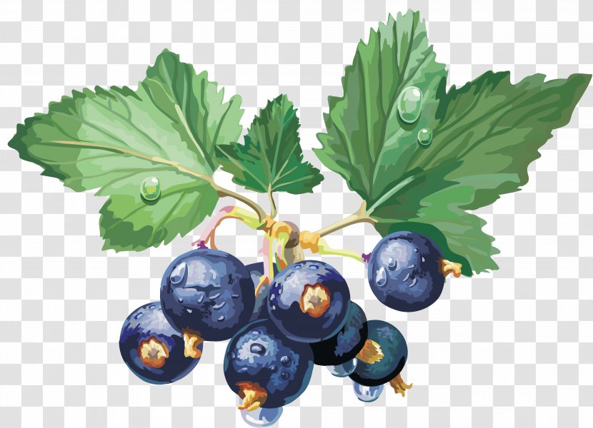 Berry Redcurrant Blackcurrant Clip Art - Blueberries Transparent PNG