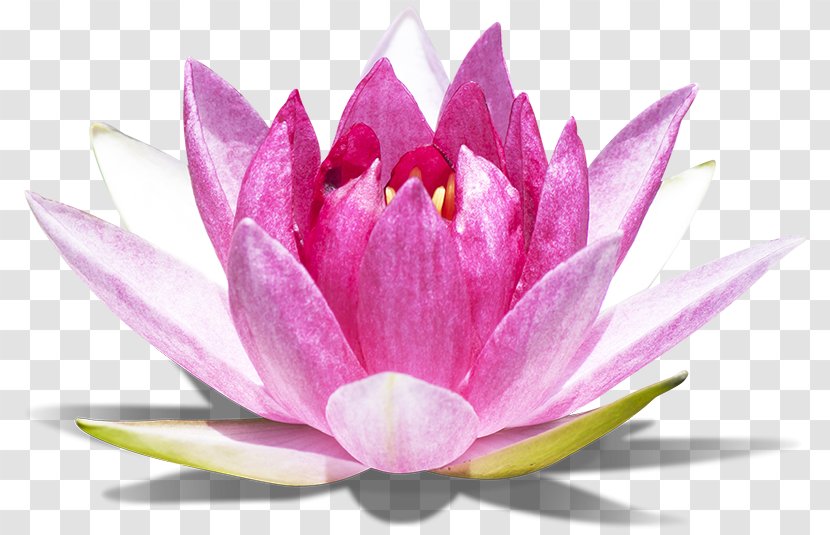 Sacred Lotus Photograph Stock.xchng Effect Image - Flower - Mental Health Flowers Transparent PNG