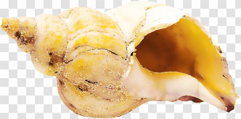 Sea Snail Seashell - Yellow - Orange Beautiful Conch Transparent PNG