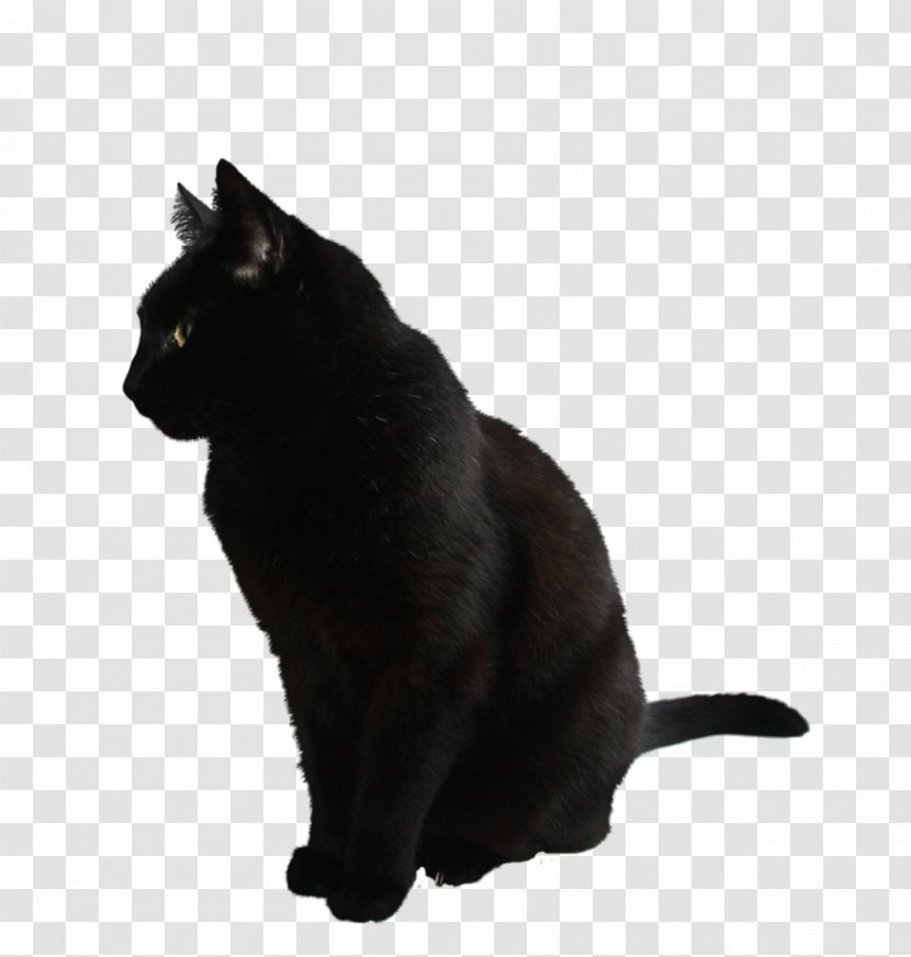 Havana Brown Kitten Black Cat Clip Art - Small To Medium Sized Cats - Cute Transparent PNG