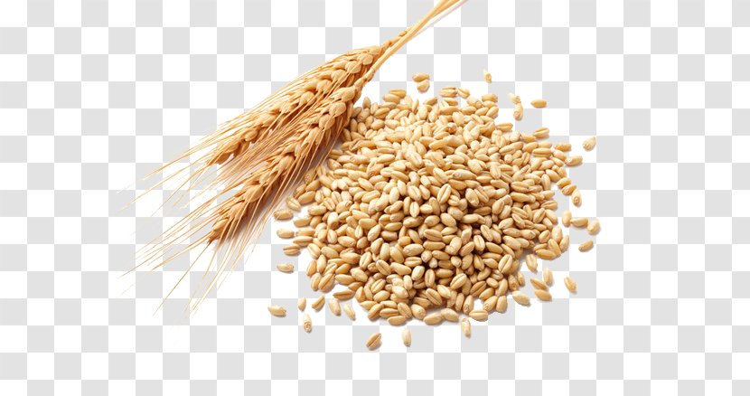 Wheat Germ Oil Atta Flour Cereal Berry - Grass Family Transparent PNG