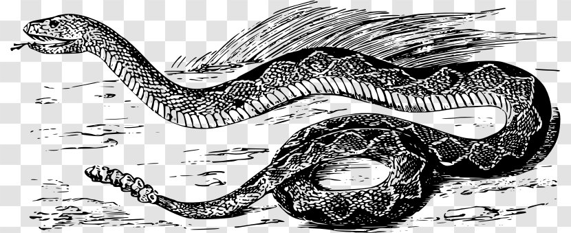 Vipers Snakes Reptile Western Diamondback Rattlesnake Eastern - Serpent - Rattle Snake Transparent PNG