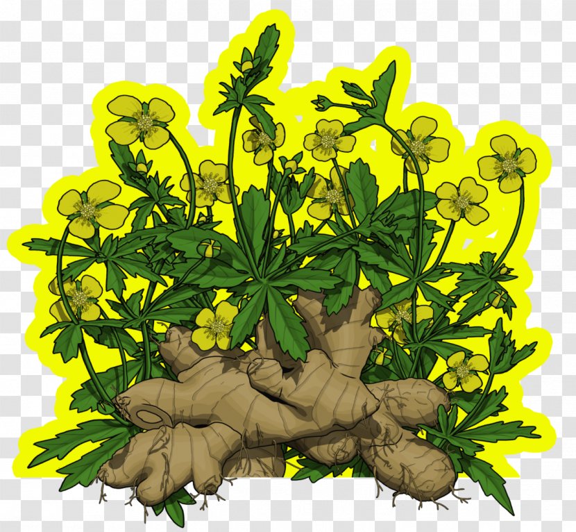 Flowering Plant Herbalism Leaf - Flower - Galangal Condiment Transparent PNG