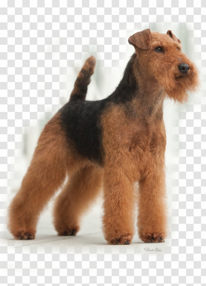 Welsh Terrier Lakeland Airedale Irish Dog Breed - Snout - Puppy Transparent PNG