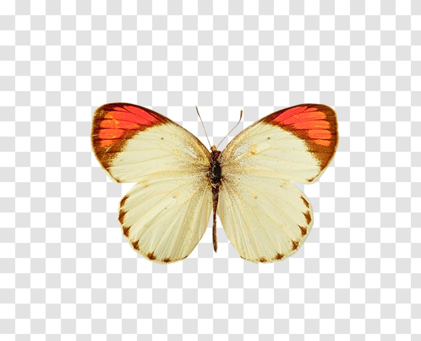 Butterfly Clip Art - Moth Transparent PNG