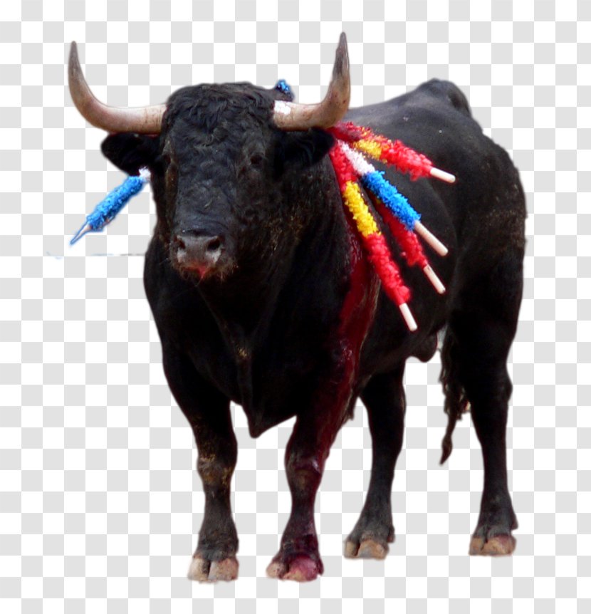Spanish Fighting Bull Ox Taurine Cattle Bullfighting Transparent PNG
