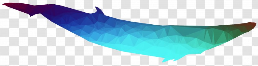 Dolphin Line - Blue Whale - Cetacea Transparent PNG