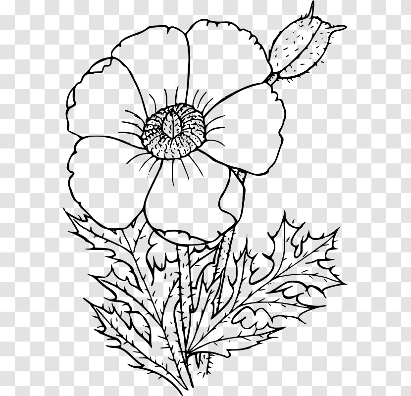 California Poppy Drawing Wildflower Common - Botanical Illustration Transparent PNG