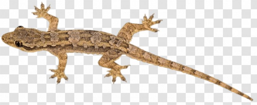 Lizard Reptile Chameleons Gecko Blue-tongued Skink - Bluetongued Transparent PNG