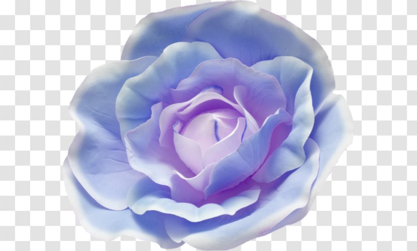 Cabbage Rose Blue Garden Roses Photography - Royaltyfree - A Transparent PNG