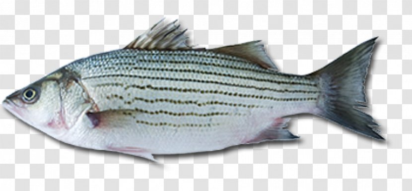 Sardine European Bass Fish Striped Transparent PNG