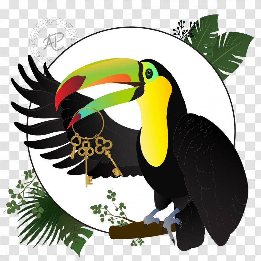 Graphic Design Web Hornbill - TUCAN Transparent PNG