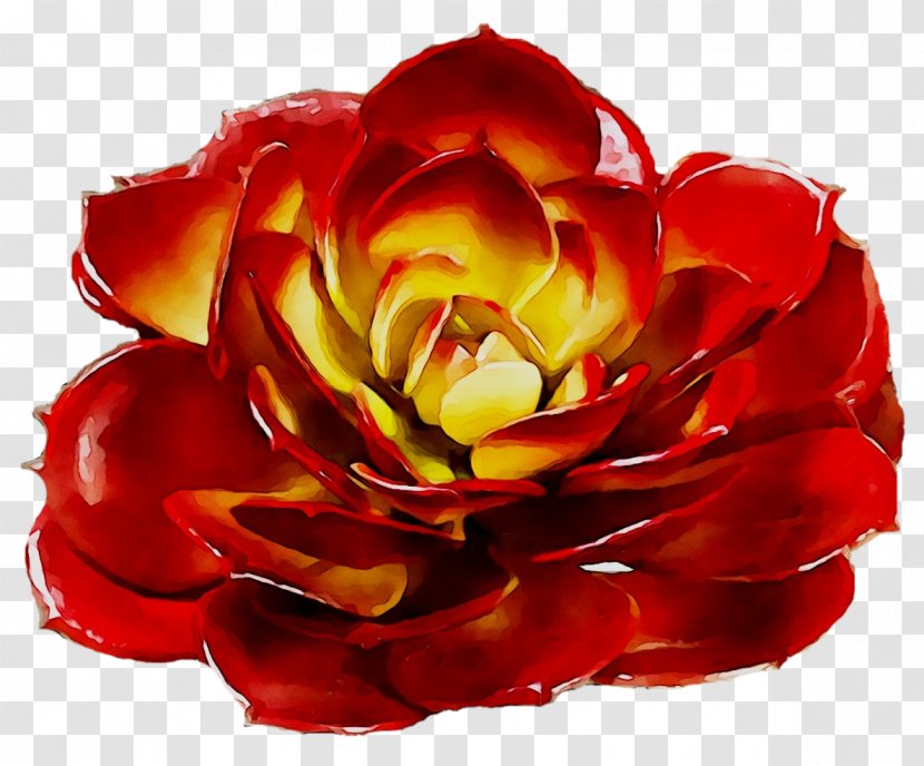 Garden Roses Floristry Cut Flowers Petal - Rose Family - Hybrid Tea Transparent PNG