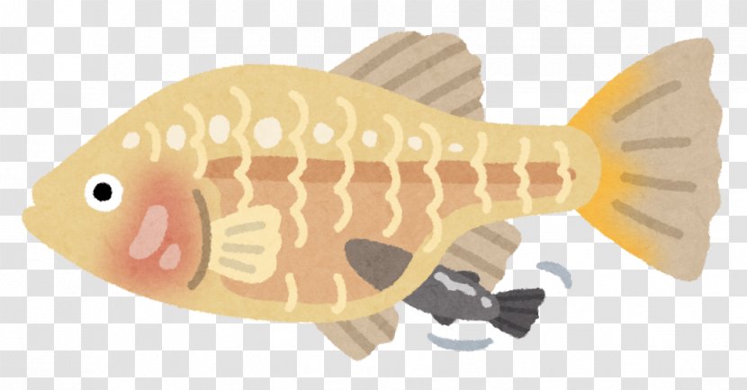 Fauna Animal Fish - Carp Transparent PNG