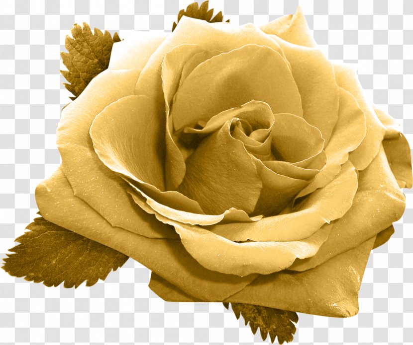 Garden Roses Flower Gold - Green - Rose Transparent PNG
