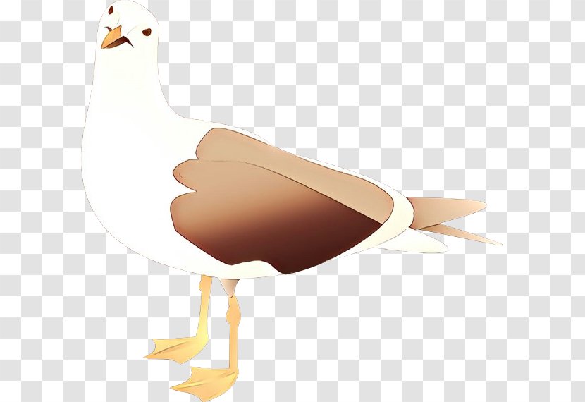 Duck Cartoon - Galliformes Beak Transparent PNG