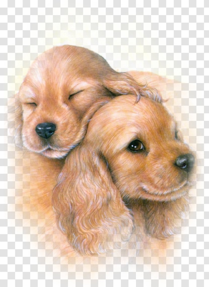 American Cocker Spaniel English Field Sussex Puppy Transparent PNG