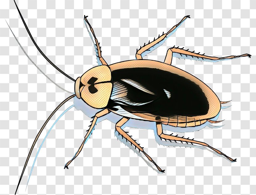 Cockroach Clip Art Illustration Insect Blattodea - Arthropod - Ground Beetle Transparent PNG