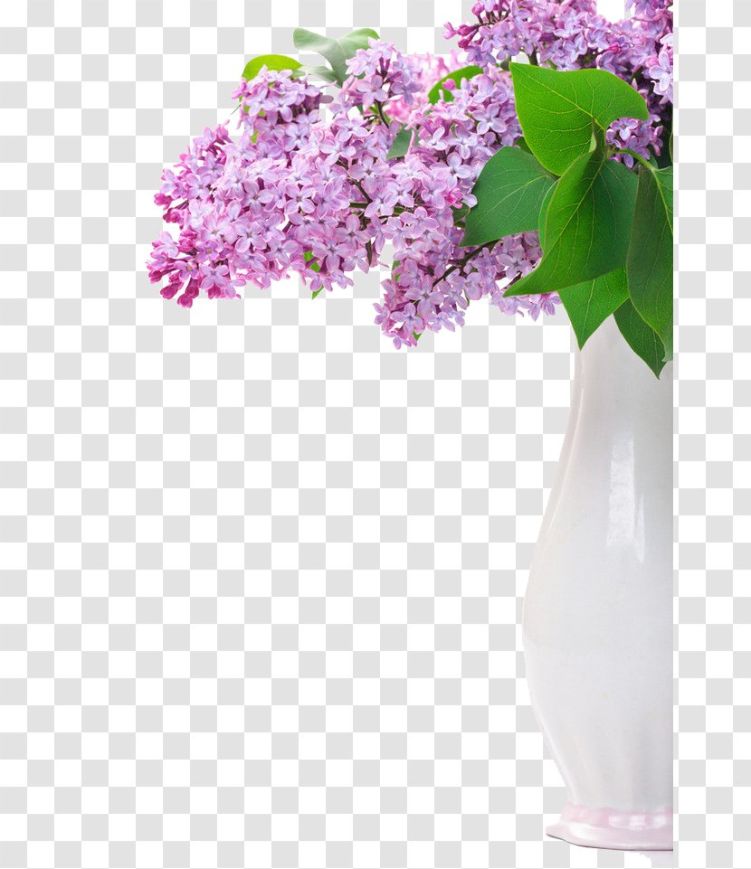 Flower Lilac Purple Stock Photography Transparent PNG