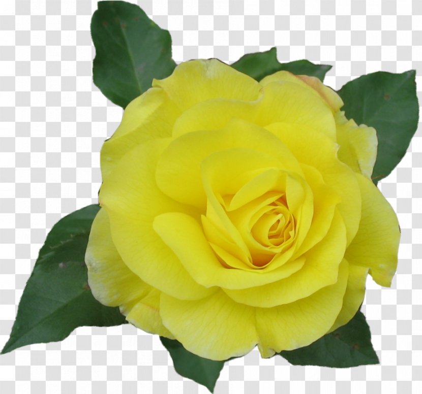 Rose Yellow Clip Art - Garden Roses Transparent PNG