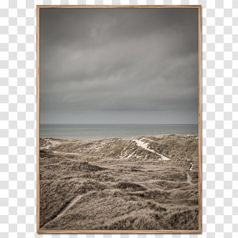 Skagen Klitplantage Poster Fine-art Photography - Shore - Litter Transparent PNG