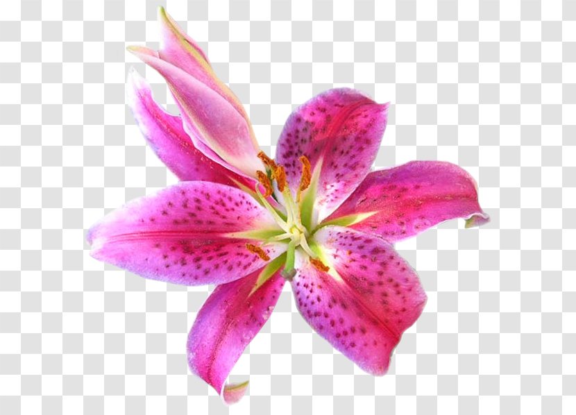 Flower Floristry Floral Design Clip Art - Flowering Plant Transparent PNG