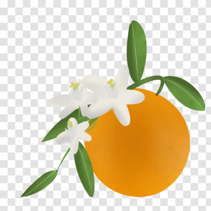 Orange Blossom Clip Art Artist - Flower Transparent PNG