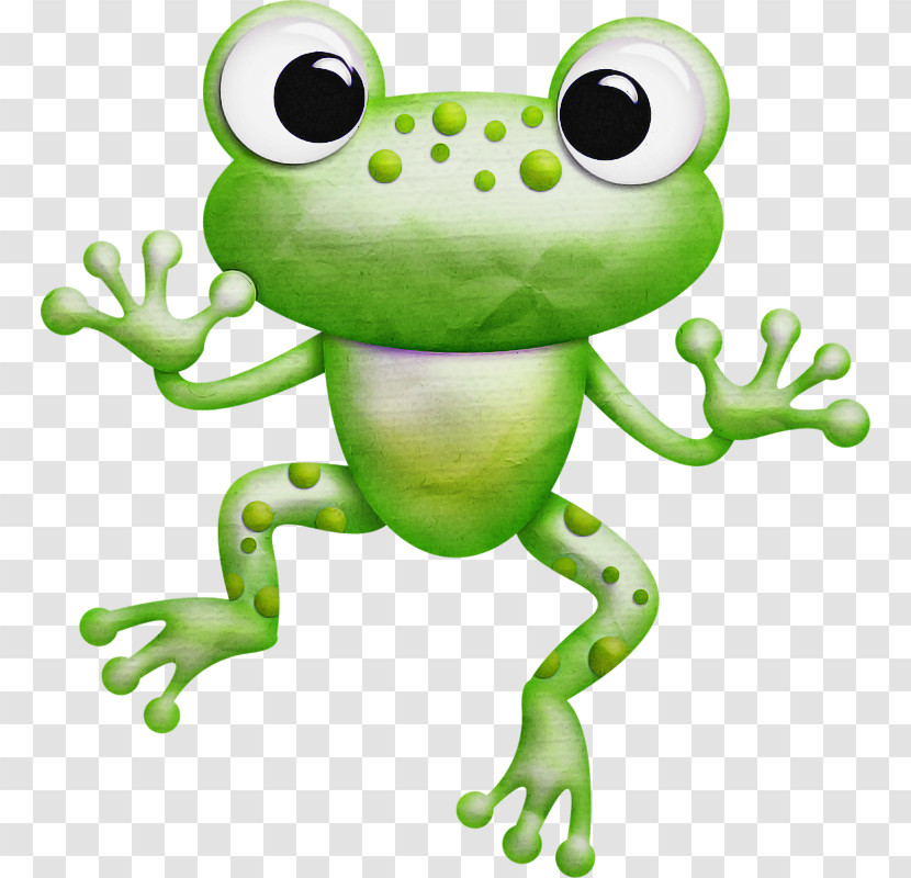Frog Green True Frog Tree Frog Hyla Transparent PNG