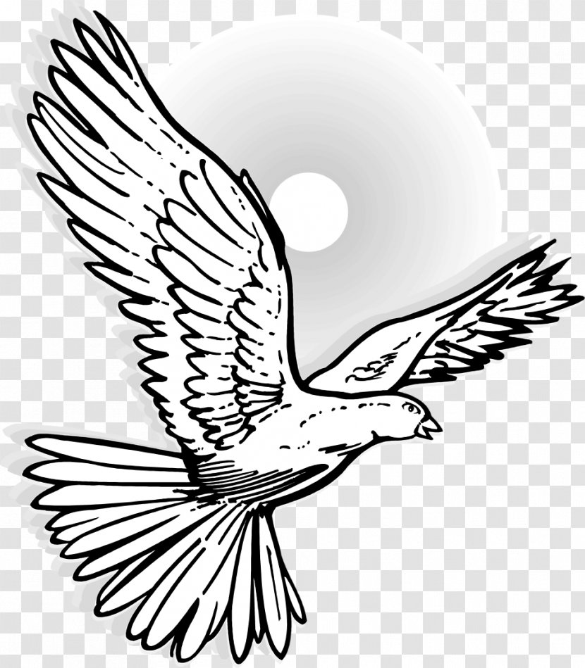 Columbidae Drawing Mourning Dove Clip Art - Pollinator - Flying Bird Transparent PNG